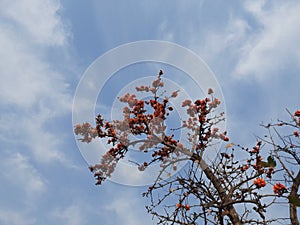 Butea monosperma flowers  tree in blue sky background.