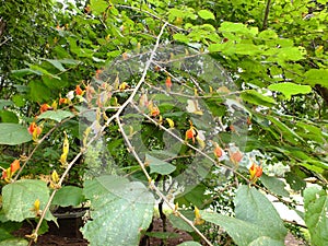 Butea Monosperma forest fire plant