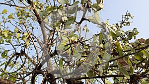 Butea monosperma fruits in the tree.