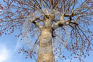 Butea monosperma Herbal tree with sky