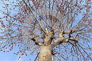 Butea monosperma Herbal tree with sky