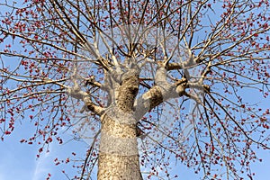 Butea monosperma Herbal tree with sky