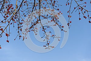 Butea monosperma Herbal tree with sky