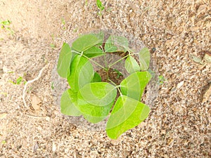 Butea monosperma leaves.