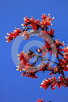 Butea monosperma is a medium-sized tree.