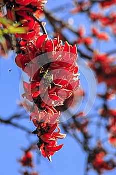 Butea monosperma is a medium-sized tree.