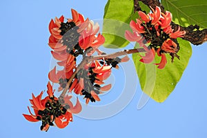 Butea monosperma is a medium-sized tree.