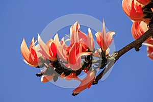 Butea monosperma is a medium-sized tree.