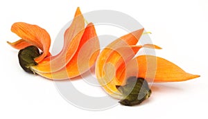 Butea Monosperma or Palash flower