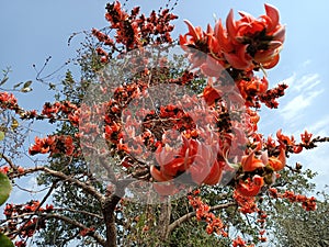 Butea monosperma or palash flowers on plant stem Holi festival flowers is used to making colours in india