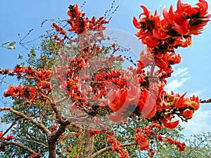 Butea monosperma or palash flowers on plant stem Holi festival flowers is used to making colours in india