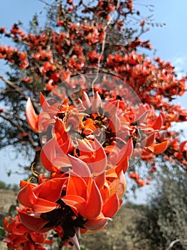 Butea monosperma or palash flowers on plant stem Holi festival flowers is used to making colours in india