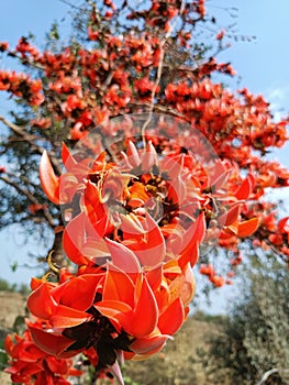 Butea monosperma or palash flowers on plant stem Holi festival flowers is used to making colours in india