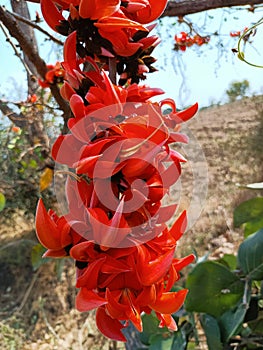 Butea monosperma or palash flowers on plant stem Holi festival flowers is used to making colours in india