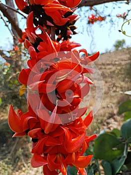 Butea monosperma or palash flowers on plant stem Holi festival flowers is used to making colours in india