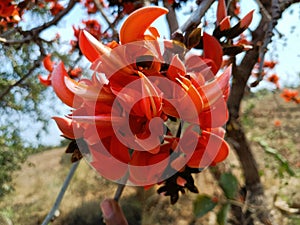 Butea monosperma or palash flowers on plant stem Holi festival flowers is used to making colours in india