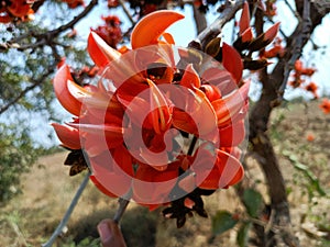 Butea monosperma or palash flowers on plant stem Holi festival flowers is used to making colours in india