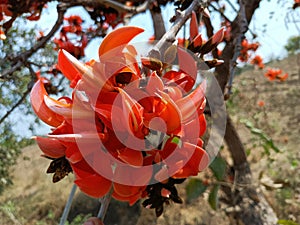 Butea monosperma or palash flowers on plant stem Holi festival flowers is used to making colours in india