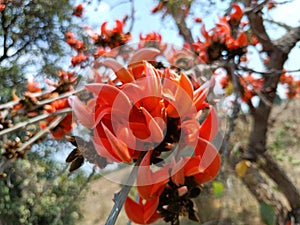 Butea monosperma or palash flowers on plant stem Holi festival flowers is used to making colours in india