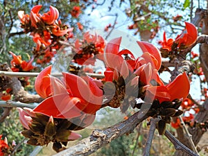 Butea monosperma or palash flowers on plant stem Holi festival flowers is used to making colours in india