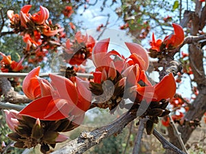 Butea monosperma or palash flowers on plant stem Holi festival flowers is used to making colours in india