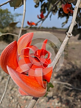 Butea monosperma or palash flowers on plant stem Holi festival flowers is used to making colours in india