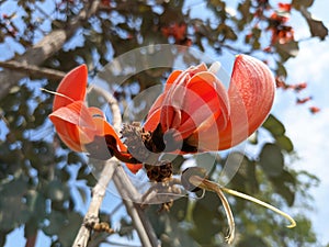 Butea monosperma or palash flowers on plant stem Holi festival flowers is used to making colours in india