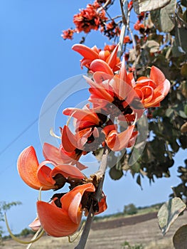 Butea monosperma or palash flowers on plant stem Holi festival flowers is used to making colours in india