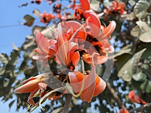 Butea monosperma or palash flowers on plant stem Holi festival flowers is used to making colours in india