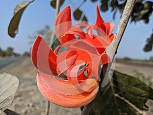 Butea monosperma or palash flowers on plant stem Holi festival flowers is used to making colours in india