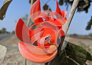 Butea monosperma or palash flowers on plant stem Holi festival flowers is used to making colours in india