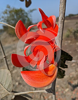 Butea monosperma or palash flowers on plant stem Holi festival flowers is used to making colours in india