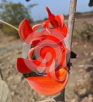 Butea monosperma or palash flowers on plant stem Holi festival flowers is used to making colours in india