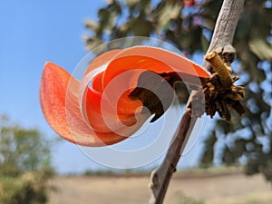 Butea monosperma or palash flowers on plant stem Holi festival flowers is used to making colours in india