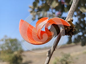 Butea monosperma or palash flowers on plant stem Holi festival flowers is used to making colours in india