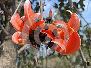 Butea monosperma or palash flowers on plant stem Holi festival flowers is used to making colours in india