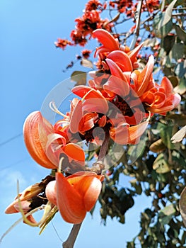 Butea monosperma or palash flowers on plant stem Holi festival flowers is used to making colours in india