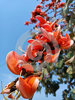 Butea monosperma or palash flowers on plant stem Holi festival flowers is used to making colours in india