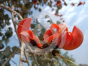 Butea monosperma or palash flowers on plant stem Holi festival flowers is used to making colours in india