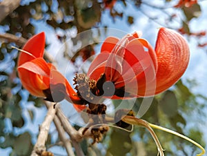 Butea monosperma or palash flowers on plant stem Holi festival flowers is used to making colours in india