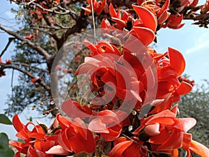 Butea monosperma or palash flowers on plant stem Holi festival flowers is used to making colours in india