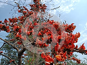 Butea monosperma or palash flowers on plant stem Holi festival flowers is used to making colours in india