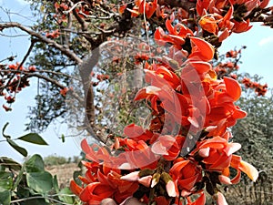 Butea monosperma or palash flowers on plant stem Holi festival flowers is used to making colours in india