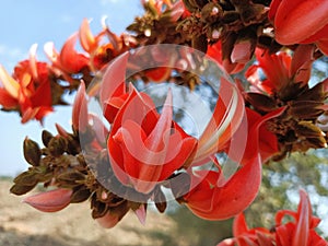 Butea monosperma or palash flowers on plant stem Holi festival flowers is used to making colours in india