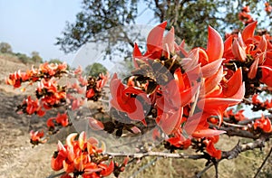 Butea monosperma or palash flowers on plant stem Holi festival flowers is used to making colours in india