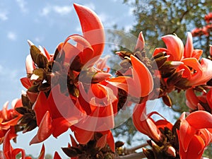 Butea monosperma or palash flowers on plant stem Holi festival flowers is used to making colours in india