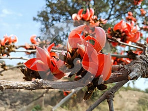 Butea monosperma or palash flowers on plant stem Holi festival flowers is used to making colours in india