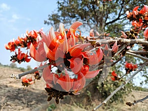 Butea monosperma or palash flowers on plant stem Holi festival flowers is used to making colours in india