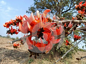 Butea monosperma or palash flowers on plant stem Holi festival flowers is used to making colours in india