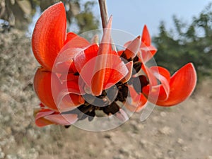 Butea monosperma or palash flowers on plant stem Holi festival flowers is used to making colours in india